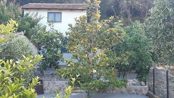 White Manolia * Като-Коракиана